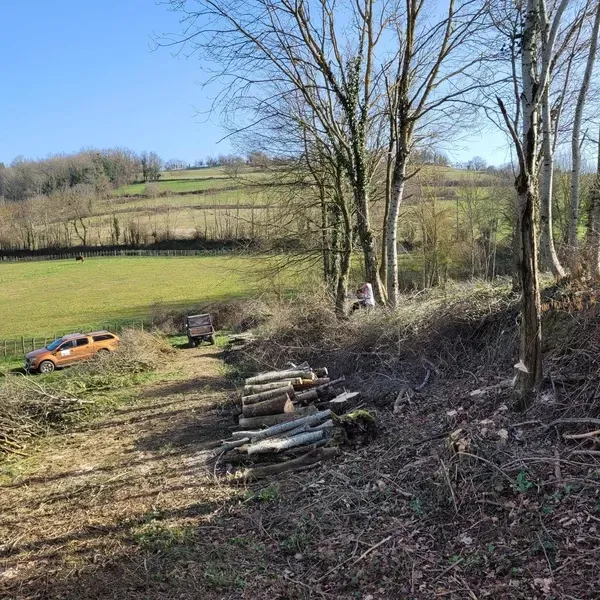 Elagage branches mortes