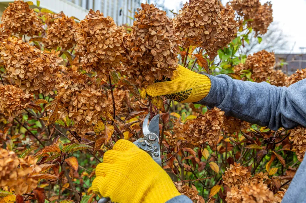 Entretien jardin automne